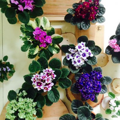 African Violets