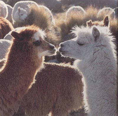 sandra jordan prima alpaca